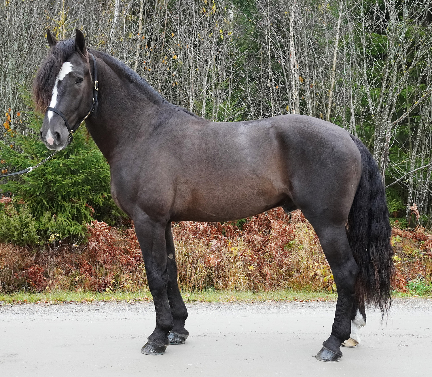 Granbarksborren 251023-2